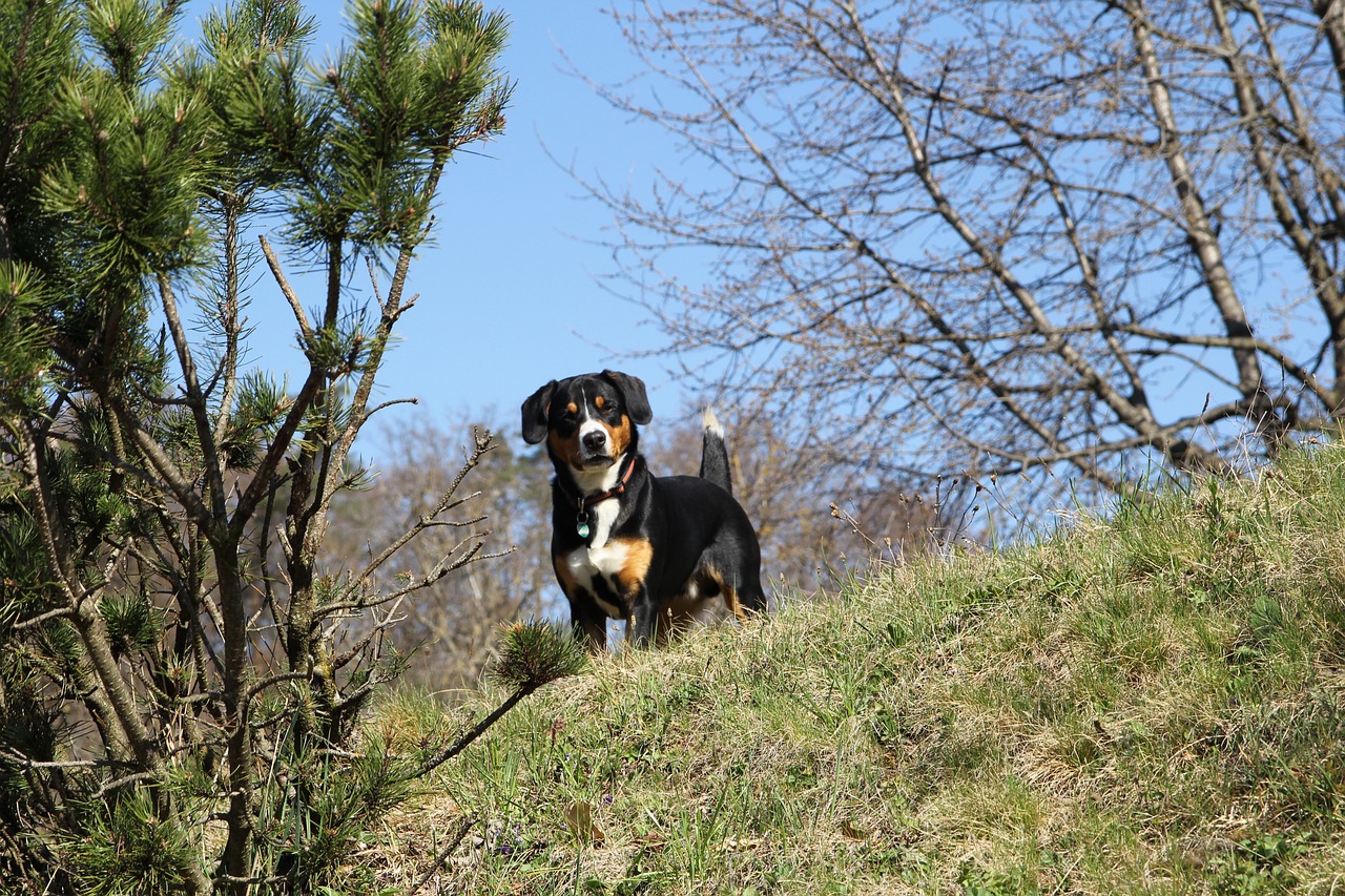 pies rasy entlebucher