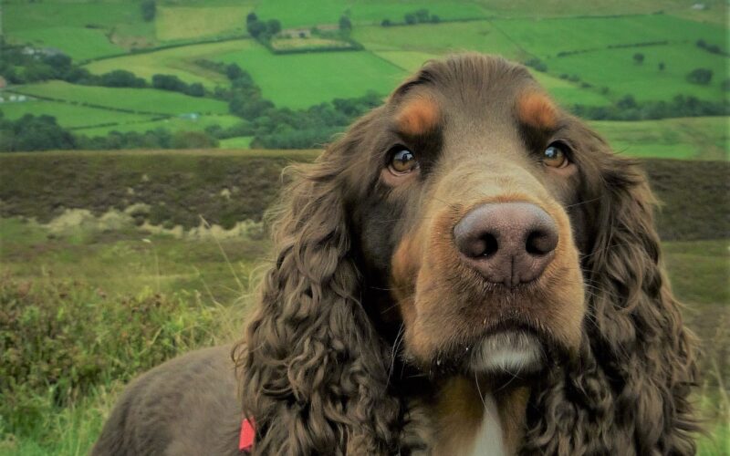 Field spaniel – wszystko, co musisz wiedzieć o tej rasie