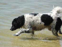 Fryzyjski pies dowodny – wszystko, co musisz wiedzieć
