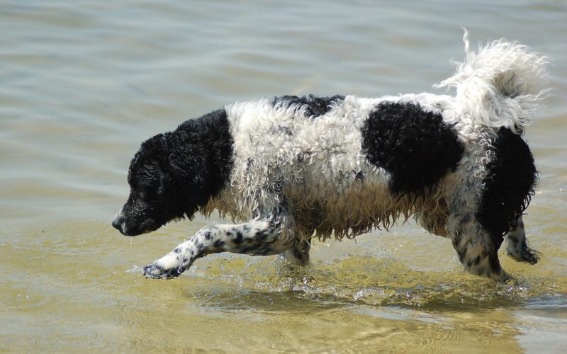 Fryzyjski pies dowodny – wszystko, co musisz wiedzieć