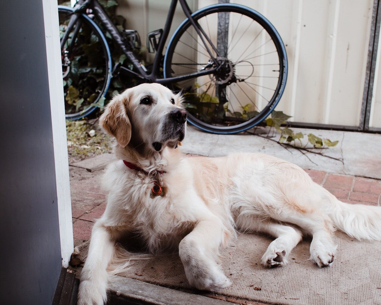 pies rasy golden retriever leżący przy wyjściu na podwórko, w tle stoi rower