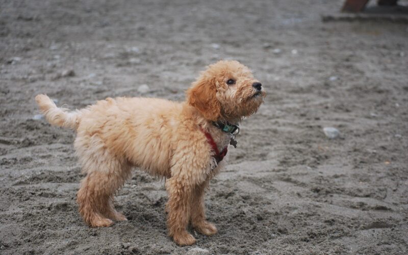 Goldendoodle – wszystko, co musisz wiedzieć