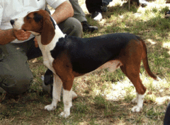 pies rasy gończy serbski trójkolorowy