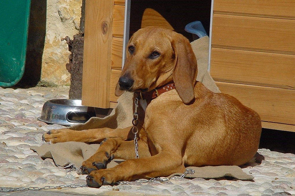 pies rasy gończy włoski leżący na dworze obok budy