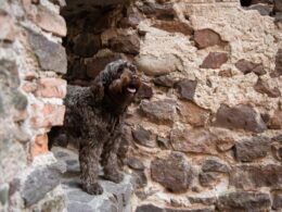 Hiszpański pies dowodny – wszystko, co musisz wiedzieć