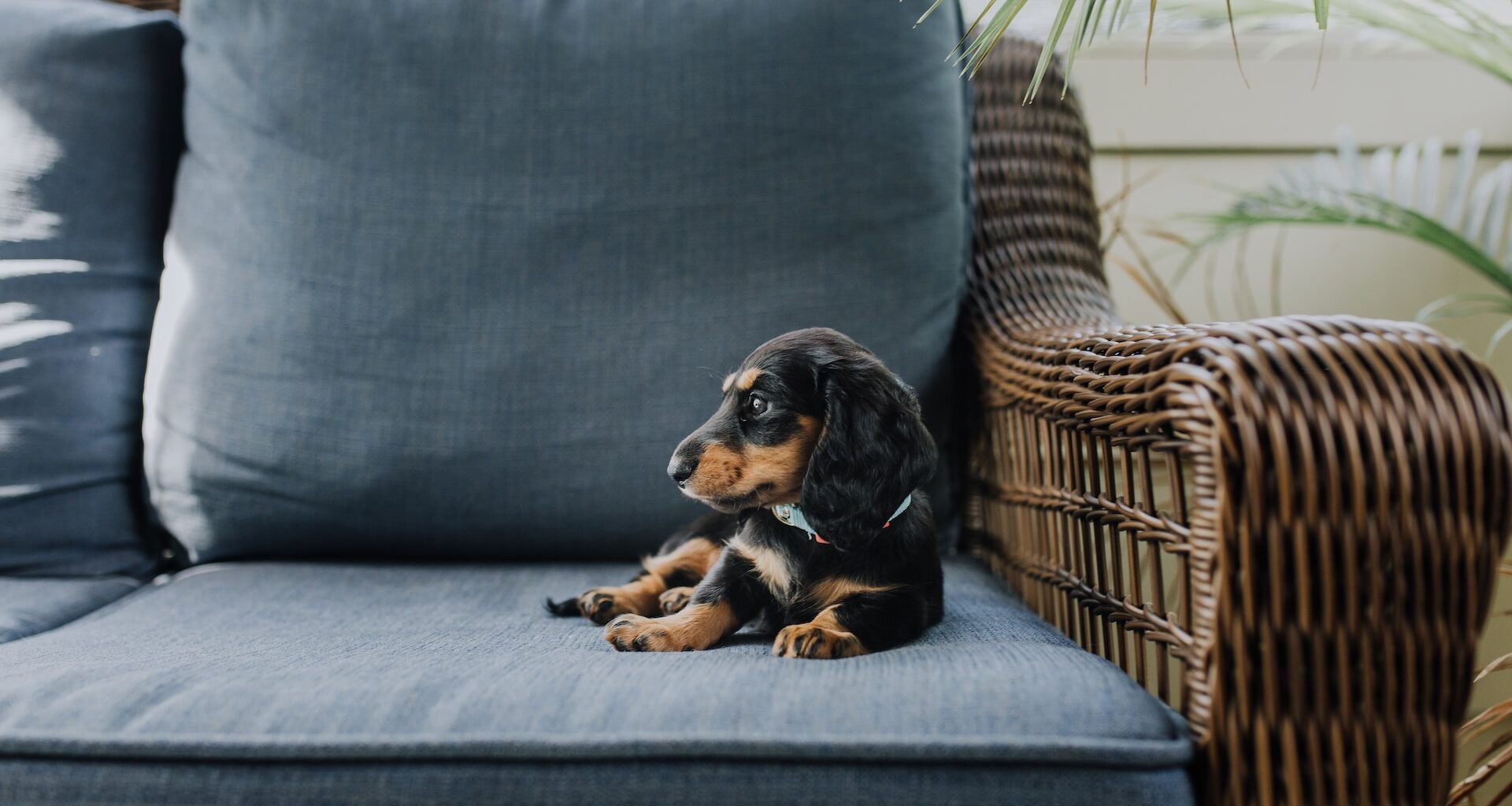 pies rasy jamnik miniaturowy leżący na kanapie