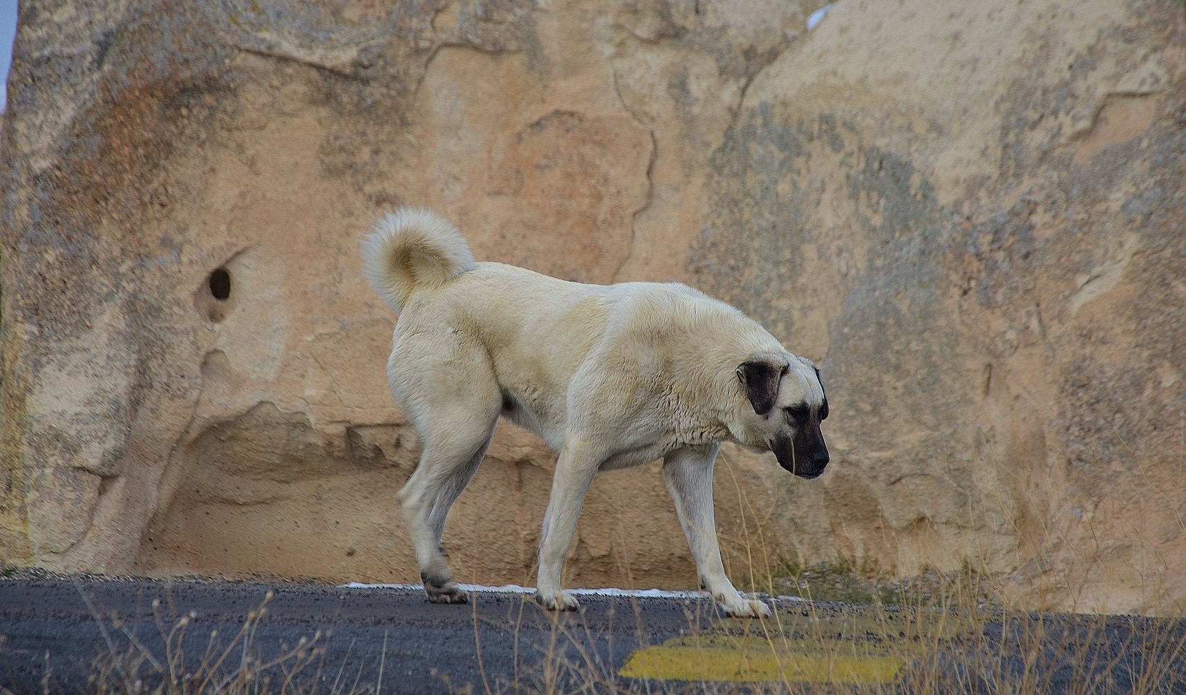 pies rasy kangal stojący na tle skał