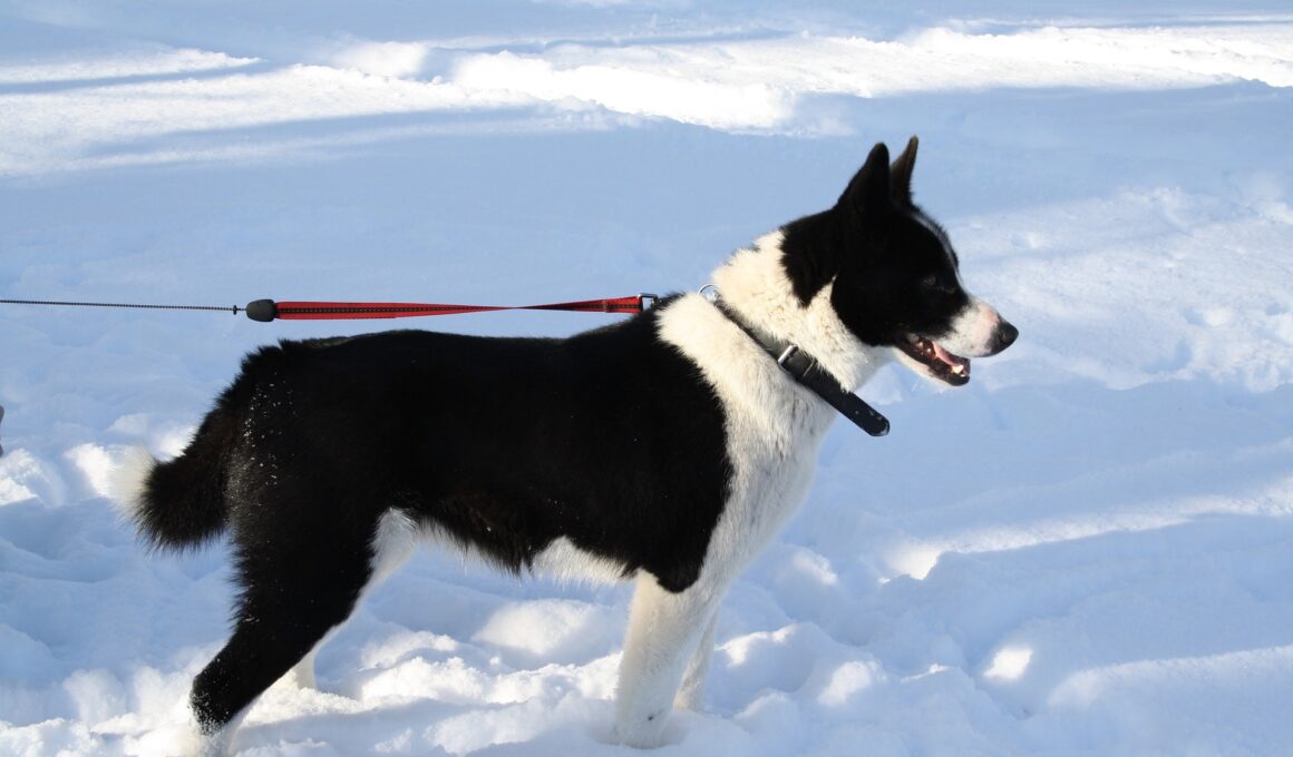 karelski pies na niedźwiedzie stojący na dworze w otoczeniu śniegu