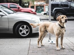 Labrador retriever – wszystko, co musisz wiedzieć o tej rasie