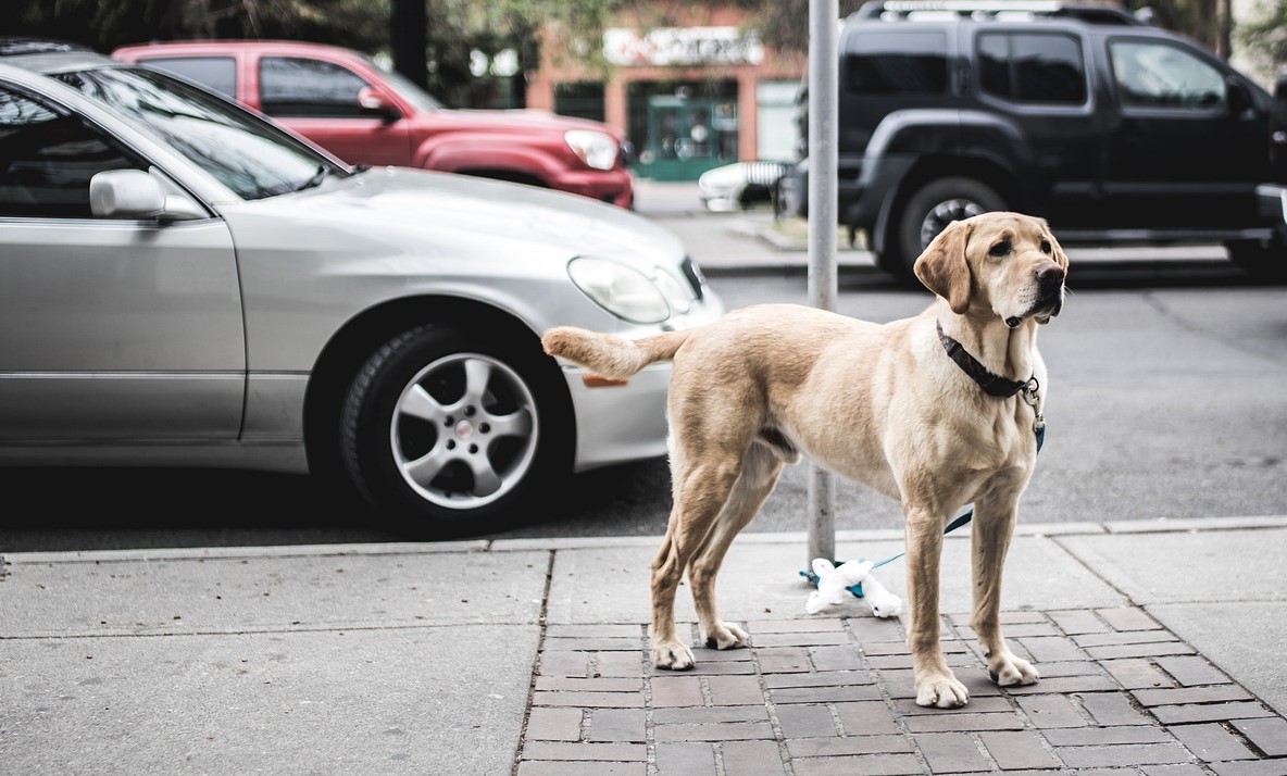 pies rasy labrador retriever stojący na smyczy na chodniku