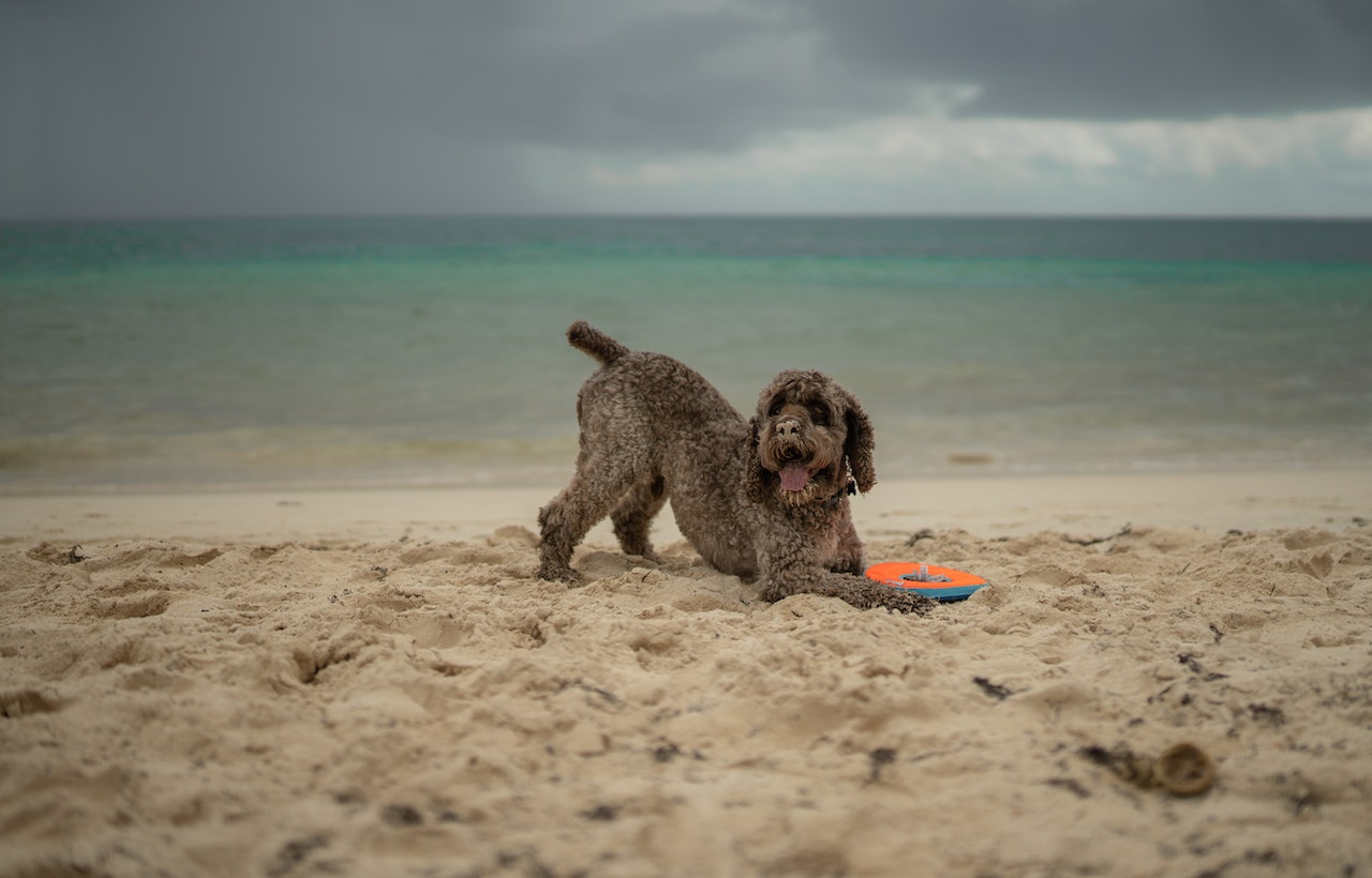 pies rasy lagotto romagnolo bawiący się na plaży frisbee