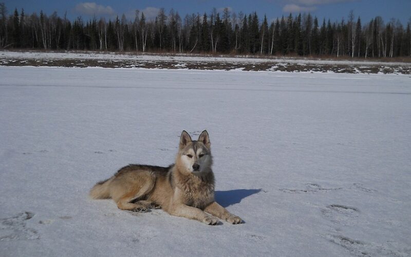 pies rasy łajka zachodniosyberyjska leżący na dworze na śniegu
