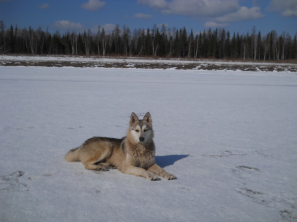 pies rasy łajka zachodniosyberyjska leżący na dworze na śniegu