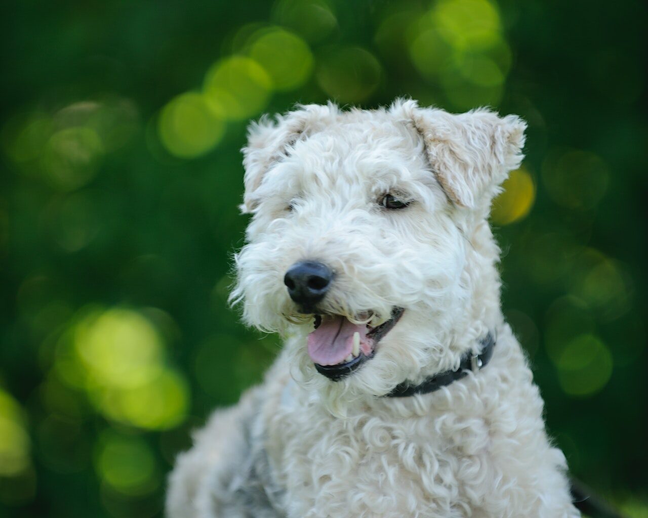 pies rasy lakeland terrier leżący na trawie