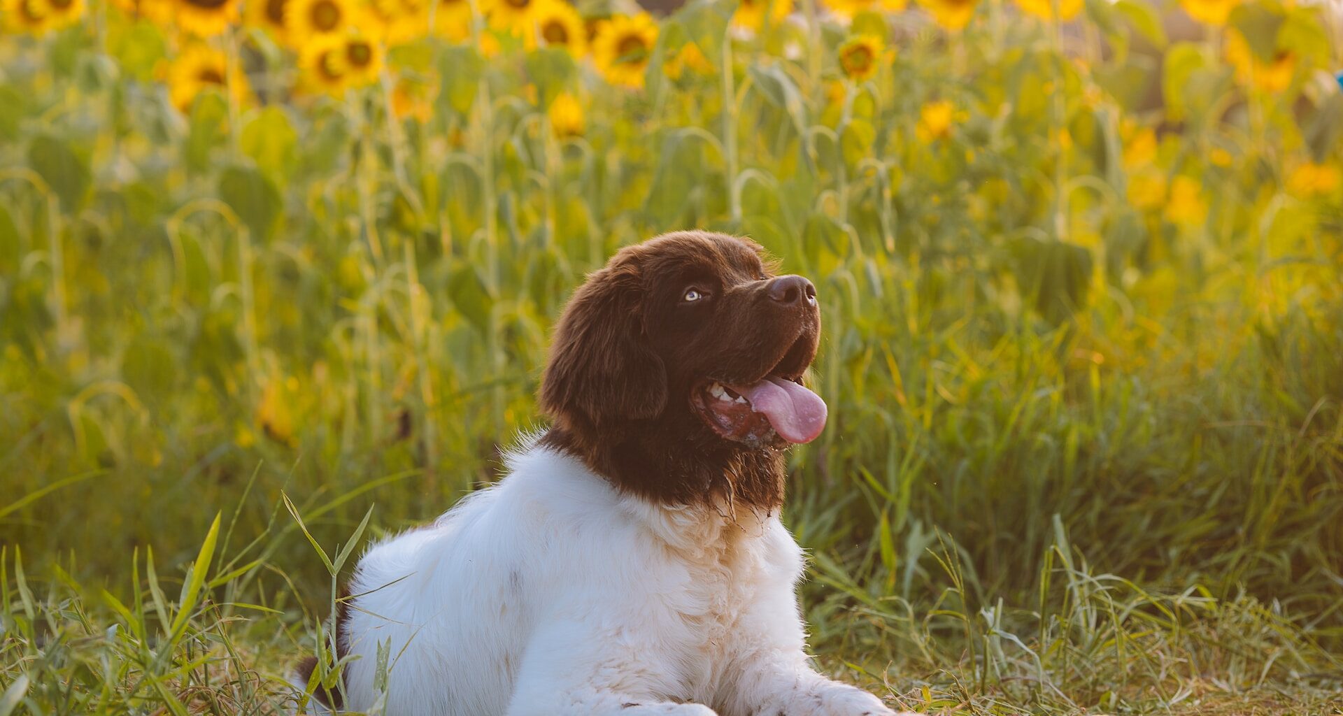 pies rasy landseer leżący na polu słoneczników