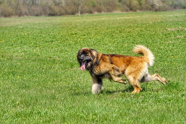pies rasy leonberger biegający po trawie