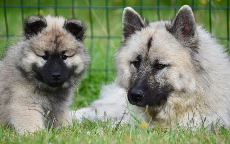 Eurasier – wszystko, co musisz wiedzieć o tej rasie