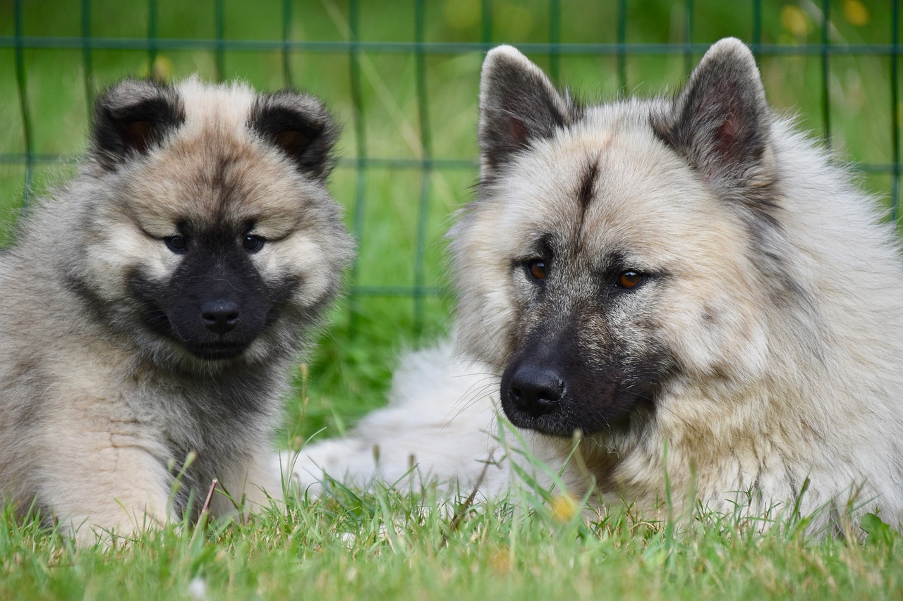 pies rasy eurasier