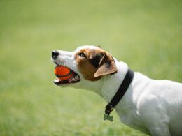 Rasa psa Jack Russell Terrier – wszystko, co musisz wiedzieć