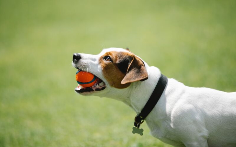 Rasa psa Jack Russell Terrier – wszystko, co musisz wiedzieć