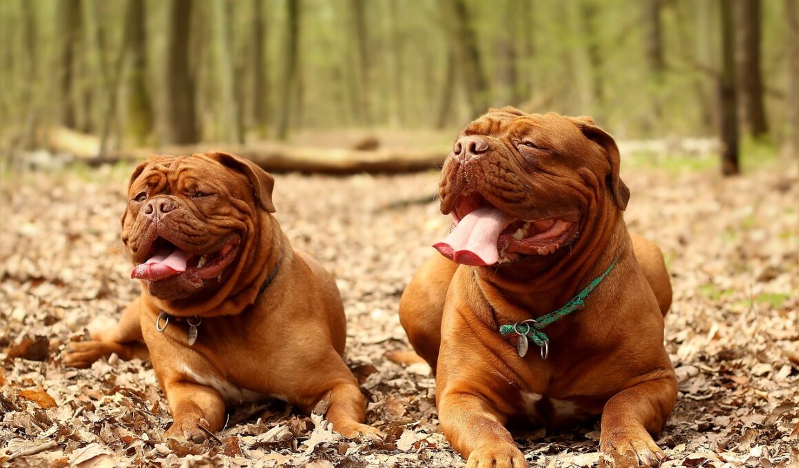 pies rasy dogue de bordeaux
