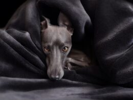 Rasa psa Greyhound – wszystko, co musisz wiedzieć
