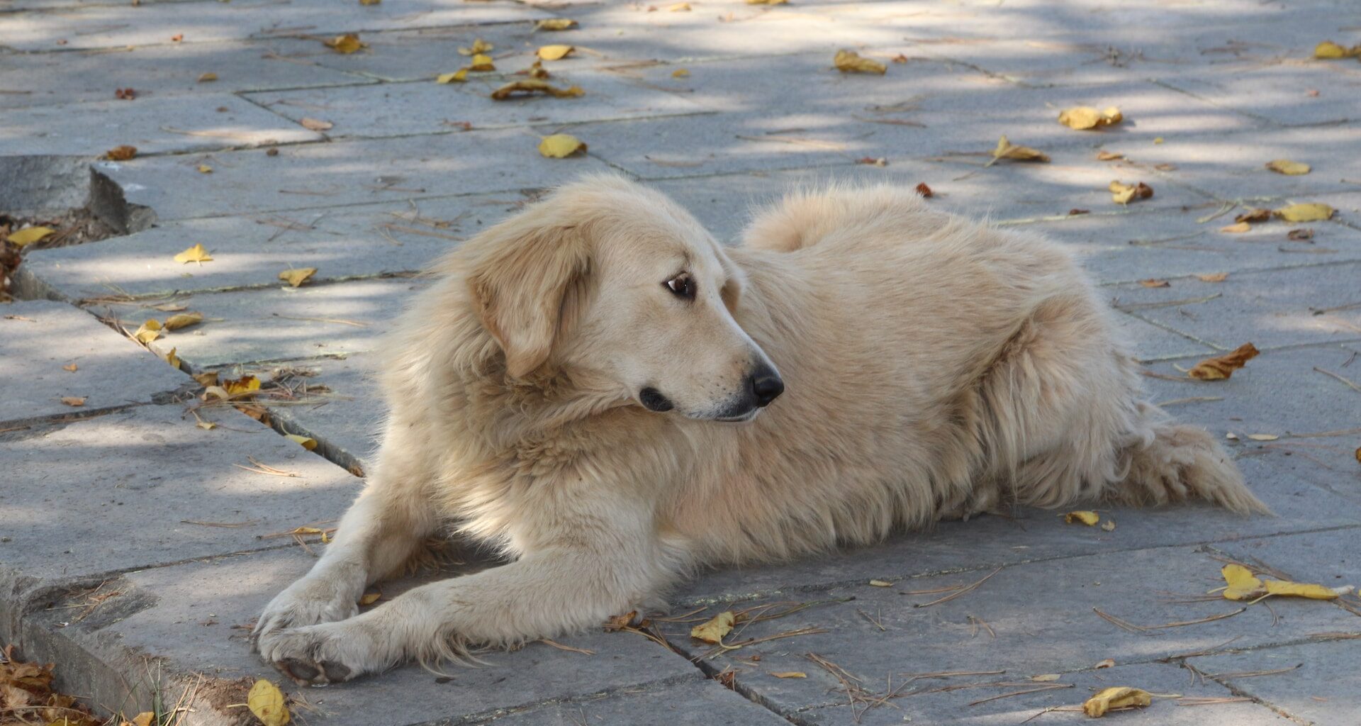 duży beżowy pies leżący na betonie
