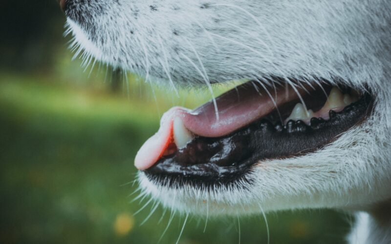 Aparat ortodontyczny dla psa: Leczenie wad zgryzu w praktyce