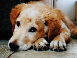 Atopowe zapalenie skóry u psa: Porady dla właścicieli