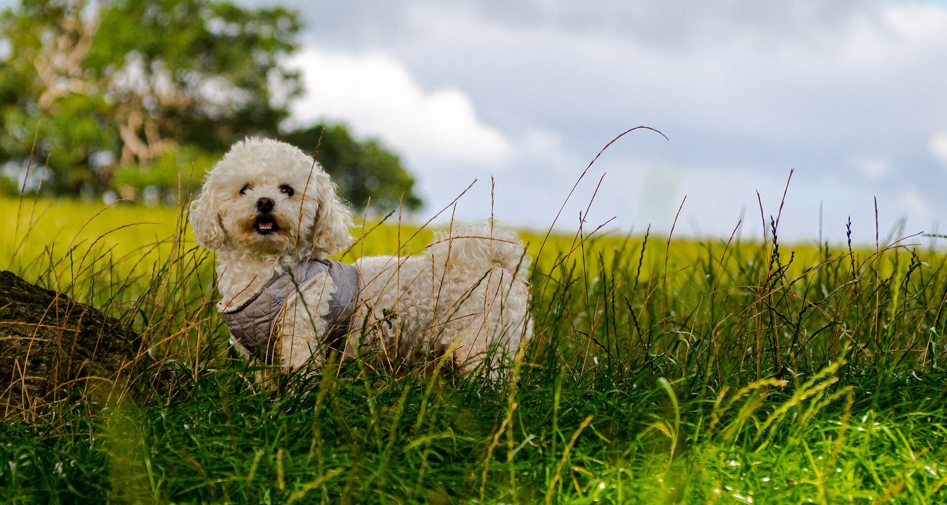 pies rasy biszon stojący na trawie