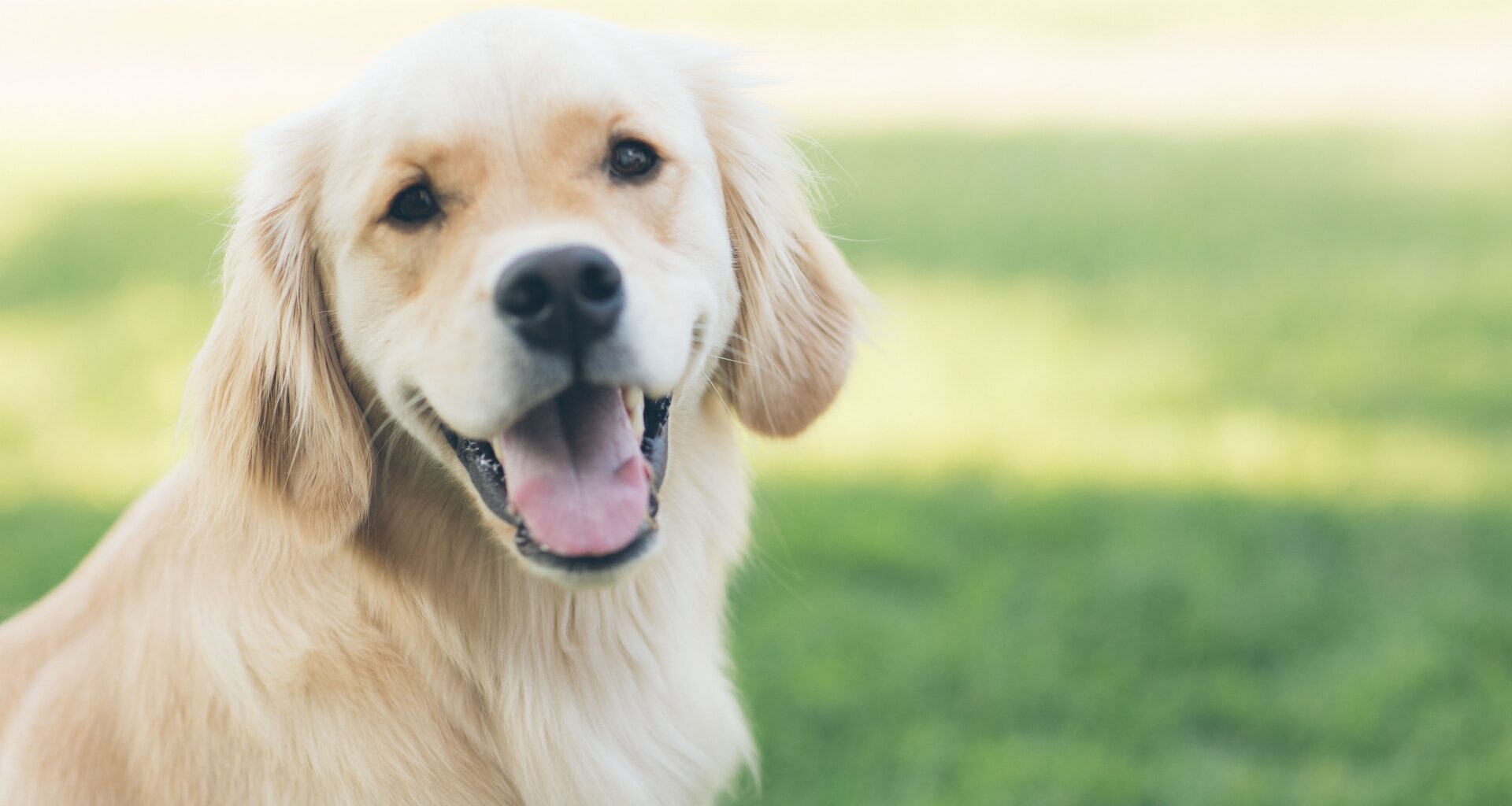 uśmiechnięty golden retriever na tle trawy