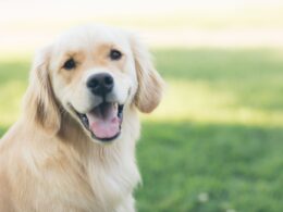 Brodawki u psów: Objawy, leczenie i profilaktyka
