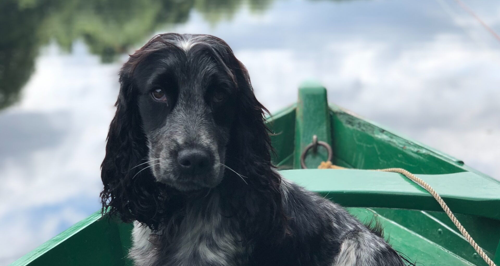 szaro-czarny pies na łódce