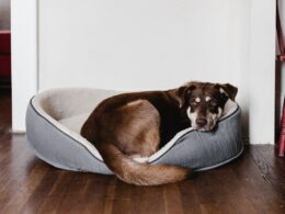 Czerniak u psa: Poznaj objawy i sposoby leczenia nowotworu