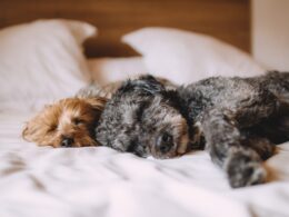 Czy psy mają sny? Naukowe wyjaśnienie i współczesne teorie