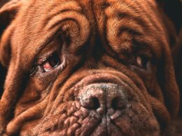 Czy psy płaczą? Psie łzy – ich wygląd i znaczenie