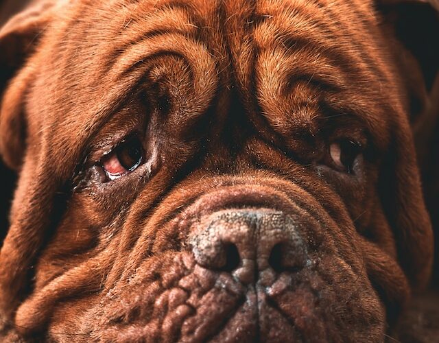 Czy psy płaczą? Psie łzy – ich wygląd i znaczenie