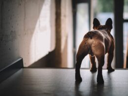 Czyraczyca odbytu u psa: Objawy, zasady higieny i skuteczne leczenie