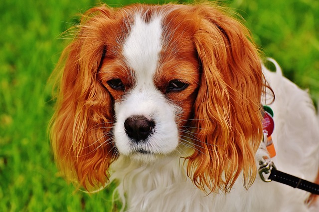 Gronkowiec i gronkowcowe zapalenie skóry u psa: Objawy i leczenie