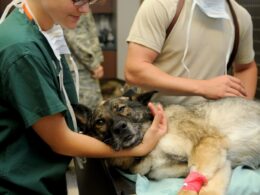 Guzek u psa: Co może oznaczać i kiedy udać się do weterynarza?