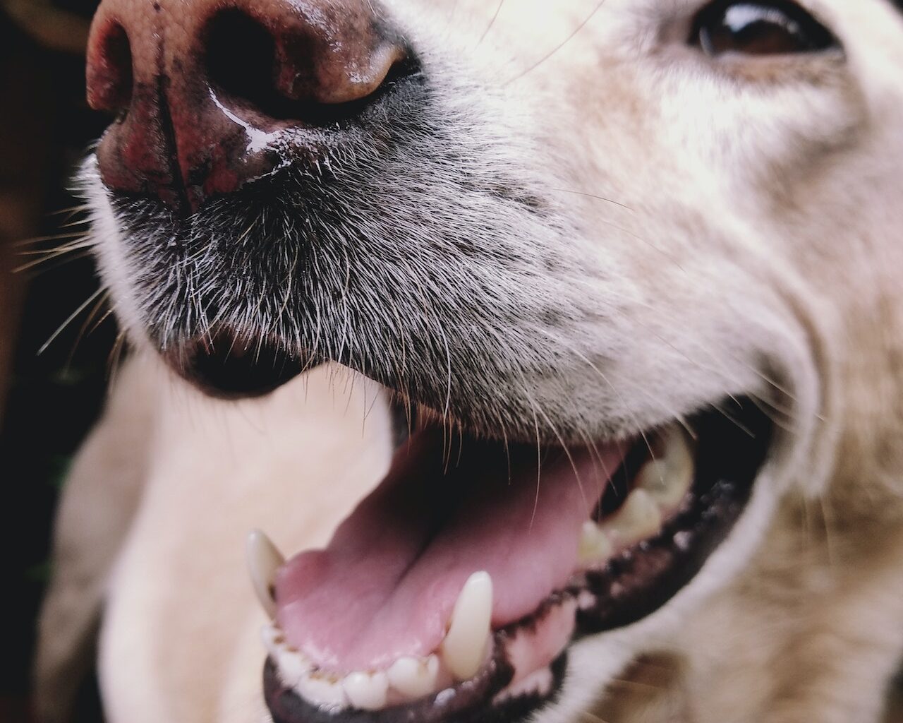 uśmiechnięty pies rasy labrador z otwartą buzią