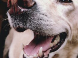 Higiena jamy ustnej psa: Usuwanie kamienia i codzienne mycie zębów