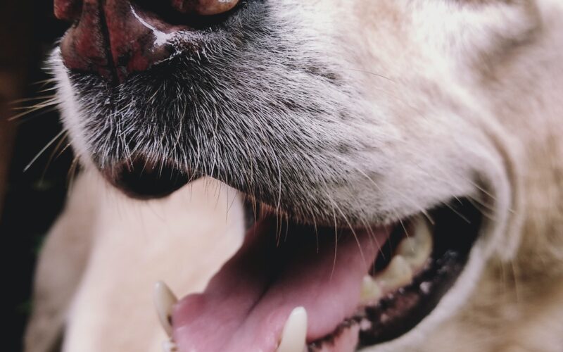 Higiena jamy ustnej psa: Usuwanie kamienia i codzienne mycie zębów