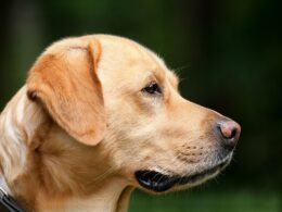 Jak czyścić psu uszy? Poznaj najważniejsze zasady higieny psich uszu