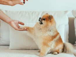 Jak nauczyć psa dawać łapę: Przydatna komenda dla każdego pupila