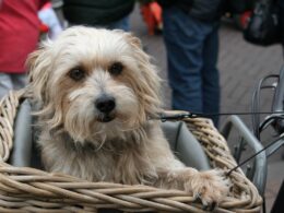 Koszyk na rower dla psa: Wygodny sposób na wspólne podróże
