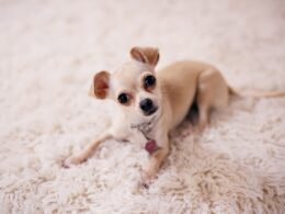 Malassezia pachydermatis:Jak rozpoznać, że doszło do infekcji drożdżakami u psa?