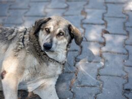Muszyca u psa: Objawy i leczenie pasożytniczej choroby skóry