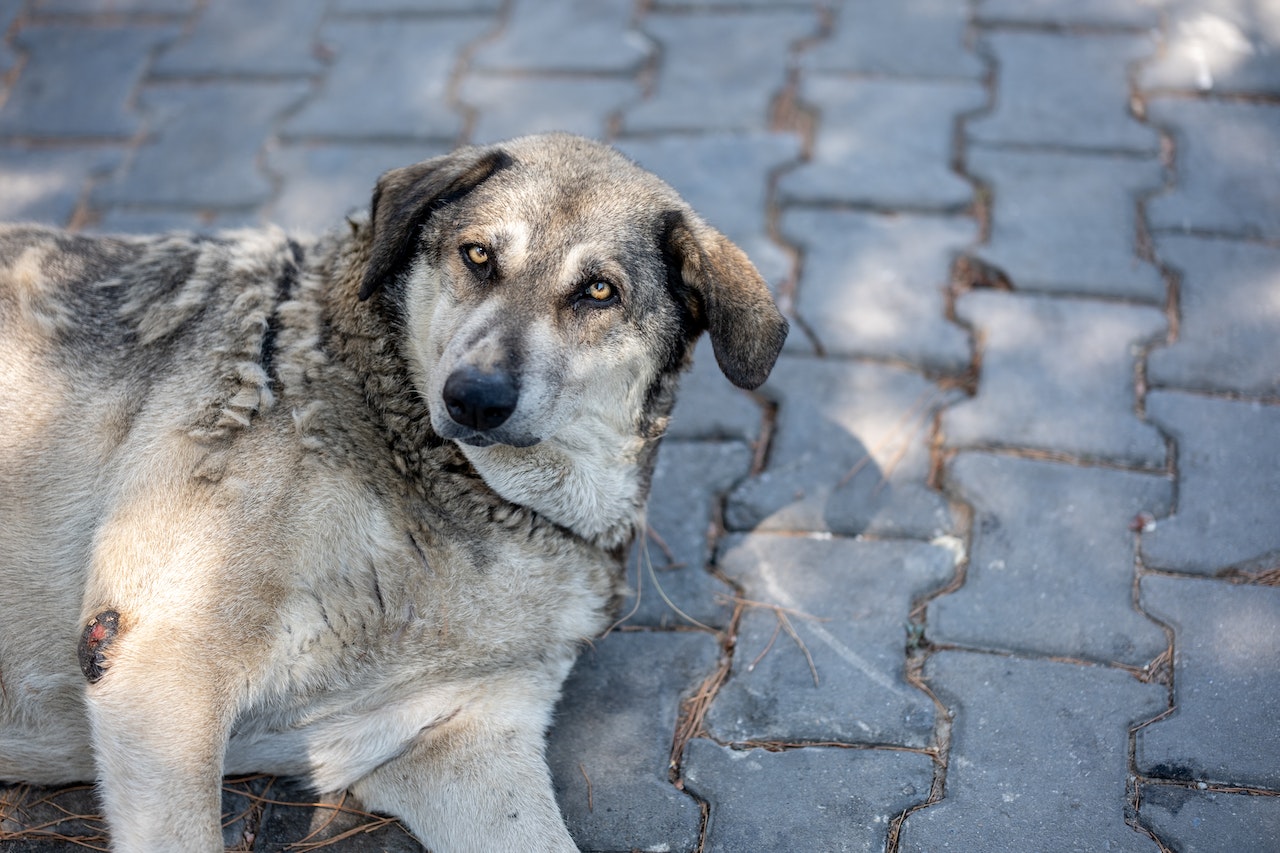 bezdomny pies leżący na chodniku