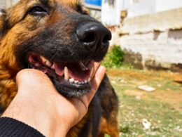 Nadziąślak u psa: Objawy, leczenie i rokowania